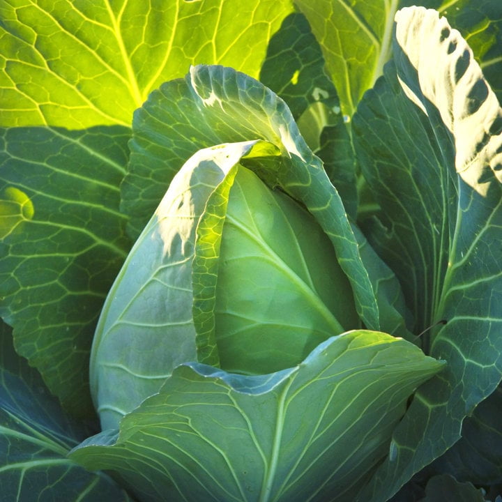 TomorrowSeeds Early Jersey Wakefield Cabbage Seeds 500+ Count