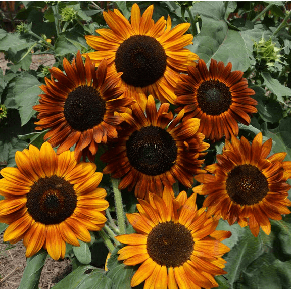 TomorrowSeeds - Earthwalker Sunflower Seeds - 600+ Count - For 2026 Planting Helianthus