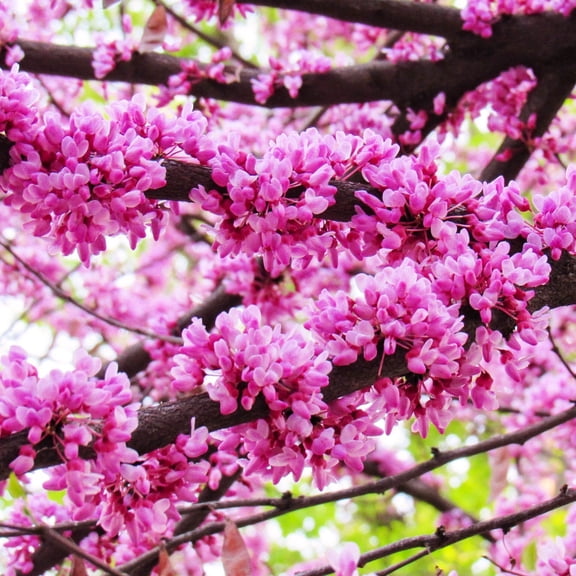 TomorrowSeeds - Eastern Redbud Tree Seeds - 250+ Count - For 2026 Planting Pink Flowering Ornamental