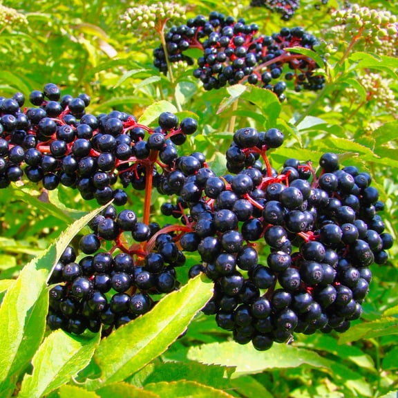 TomorrowSeeds - Elderberry Tree Seeds - 200+ Count - For 2026 Planting Sambucus Canadensis Elder