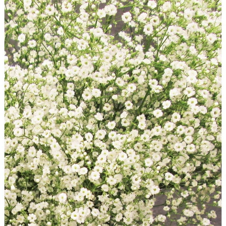 TomorrowSeeds - Elegant Baby's Breath Seeds - 1500+ Count Packet -  Gypsophila Elegans Annual Showy White Filler Flower Seed Baby Shower Gift  Non GMO 2024 Season 