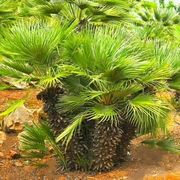 TomorrowSeeds - European Fan Palm Tree Seeds - 5+ Count - For 2025 Planting Chamaerops Humilis