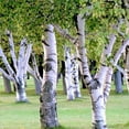 thumbnail image 1 of TomorrowSeeds - European White Birch Tree Seeds - 3600+ Count - For 2026 Planting Betula Pendula, 1 of 8