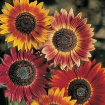 TomorrowSeeds - Evening Sun Sunflower Seeds - 200  Count - For 2026 Planting Helianthus