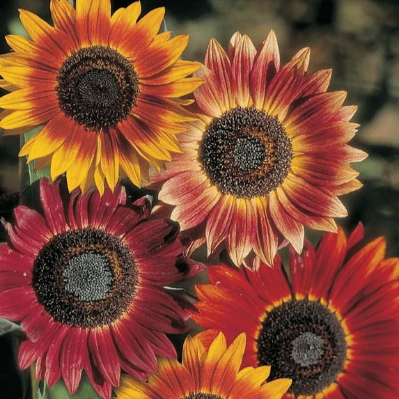 TomorrowSeeds - Evening Sun Sunflower Seeds - 600+ Count - For 2026 Planting Helianthus