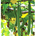 thumbnail image 1 of TomorrowSeeds - Extra Long Smooth Luffa Gourd Seeds - 20+ Count - For 2025 Planting Smooth, 1 of 9