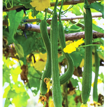 TomorrowSeeds - Extra Long Smooth Luffa Gourd Seeds - 20  Count - For 2025 Planting Smooth