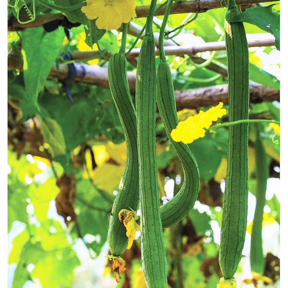 TomorrowSeeds - Extra Long Smooth Luffa Gourd Seeds - 20+ Count - For 2025 Planting Smooth