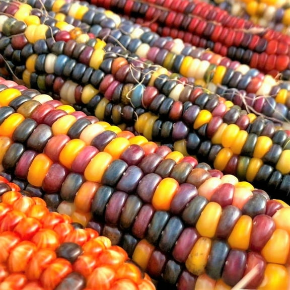 TomorrowSeeds - Fiesta Ornamental Corn Seeds (Treated Seed) - 3 Pound Bulk - Rainbow Indian Decorative Grinding Dent Seed 2023