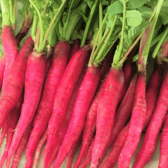 TomorrowSeeds - Fire Candle Radish Seeds - 300+ Count - For 2026 Planting Raphanus Sativus Long Red