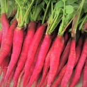 TomorrowSeeds - Fire Candle Radish Seeds - 300+ Count Packet - Raphanus Sativus Long Red Radishes Carrot Icicle Rose Pink Daikon Root Vegetable Seed For 2024