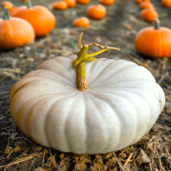 TomorrowSeeds - Flat White Boer Pumpkin Seeds - 10+ Count - For 2026 Planting Stackable Cinderella