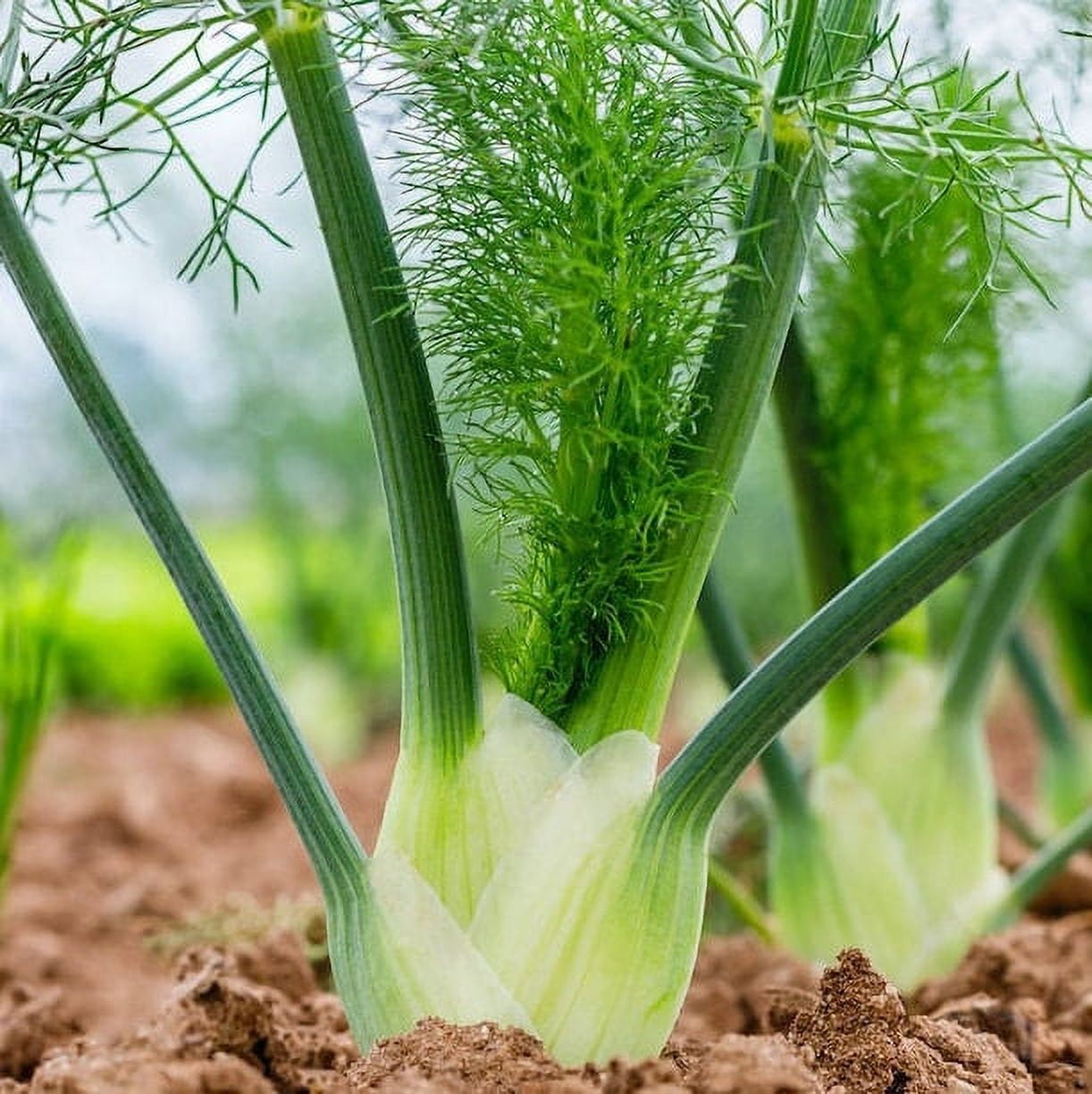 TomorrowSeeds Florence Fennel Seeds 900+ Count Packet Non GMO