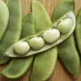 thumbnail image 1 of TomorrowSeeds - Fordhook 242 Lima Bean Seeds - 60+ Count - For 2025 Planting AAS Winner Large Pods, 1 of 11