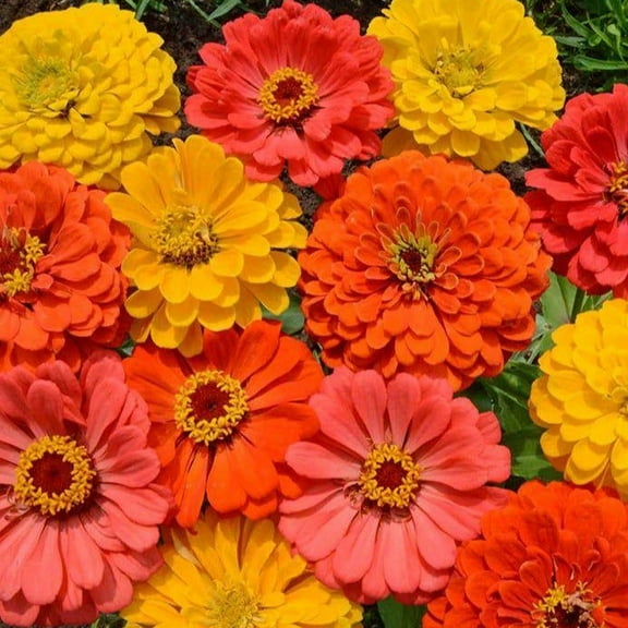 TomorrowSeeds - Fruity Beauty Mix Zinnia Seeds - 200+ Count - For 2025 Planting Orange King Canary