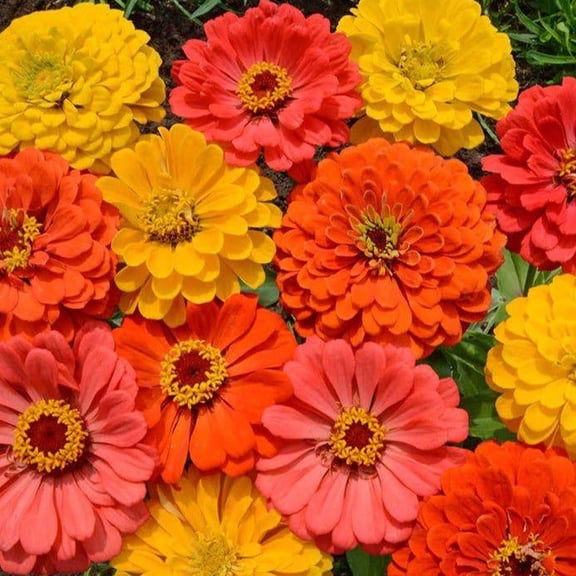 TomorrowSeeds - Fruity Beauty Mix Zinnia Seeds - 1000+ Count - For 2026 Planting Orange King Canary