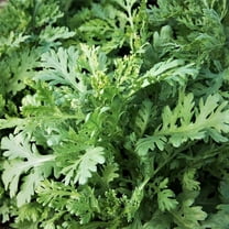 TomorrowSeeds - Garland Chrysanthemum Greens Seeds - 1000  Count - For 2026 Planting Edible Greens