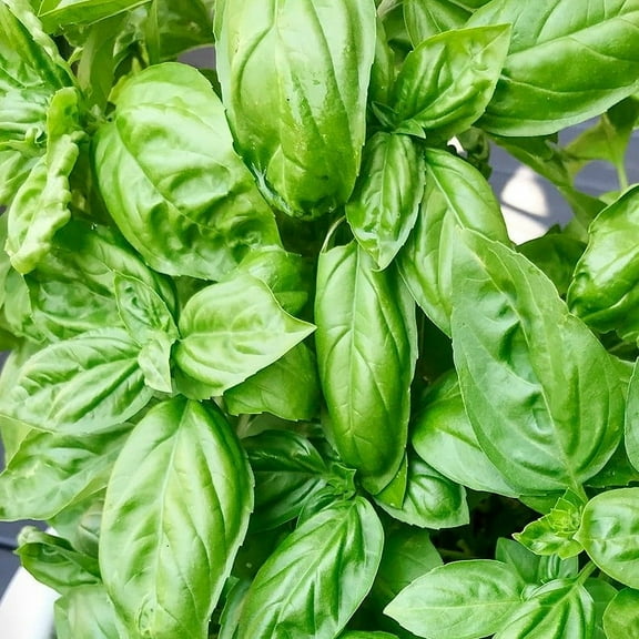 TomorrowSeeds - Genovese Basil Seeds - 6000+ Count - For 2026 Planting Ocimum basilicum Italian Herb