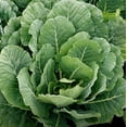 thumbnail image 1 of TomorrowSeeds - Georgia Southern Collard Greens Seeds - 2000+ Count - For 2026 Planting USA Garden, 1 of 11