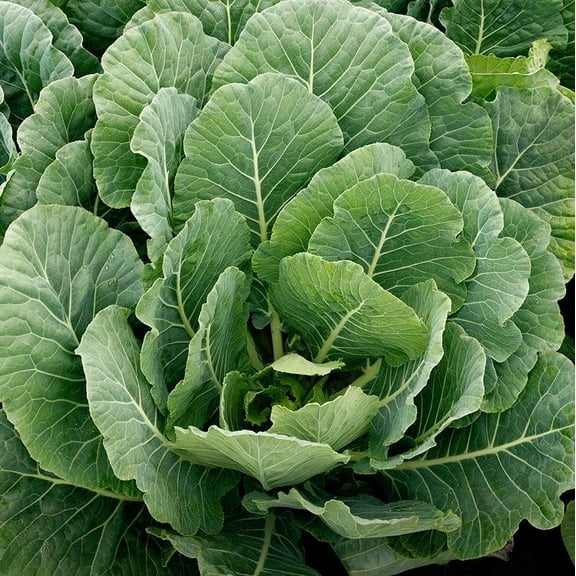 TomorrowSeeds - Georgia Southern Collard Greens Seeds - 2000+ Count - For 2026 Planting USA Garden