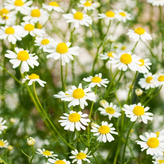 TomorrowSeeds - German Chamomile Seeds - 3000+ Count - For 2026 Planting Matricaria Chamomilla