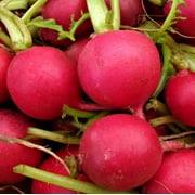 TomorrowSeeds - German Giant Radish Seeds - 300+ Count Packet - Large Red Globe Radishes Big Crimson NonGMO Garden Fresh Vegetable Seeds For 2024 Season
