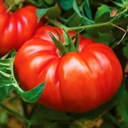 TomorrowSeeds - Giant Beefsteak Tomato Seeds - 100+ Count - For 2025 Planting Determinate Heirloom