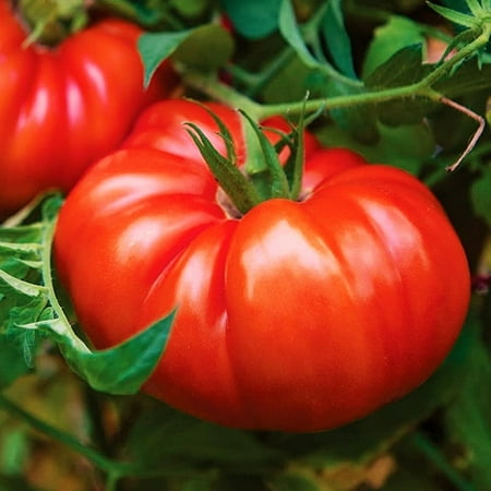 TomorrowSeeds - Giant Beefsteak Tomato Seeds - 100+ Count - For 2025 Planting Determinate Heirloom
