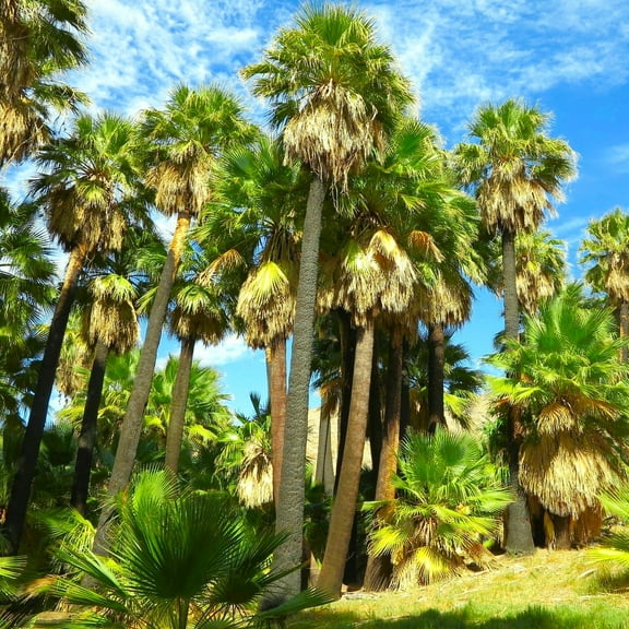 TomorrowSeeds - Giant California Palm Tree Seeds - 30+ Count - For 2026 Planting Washingtonia