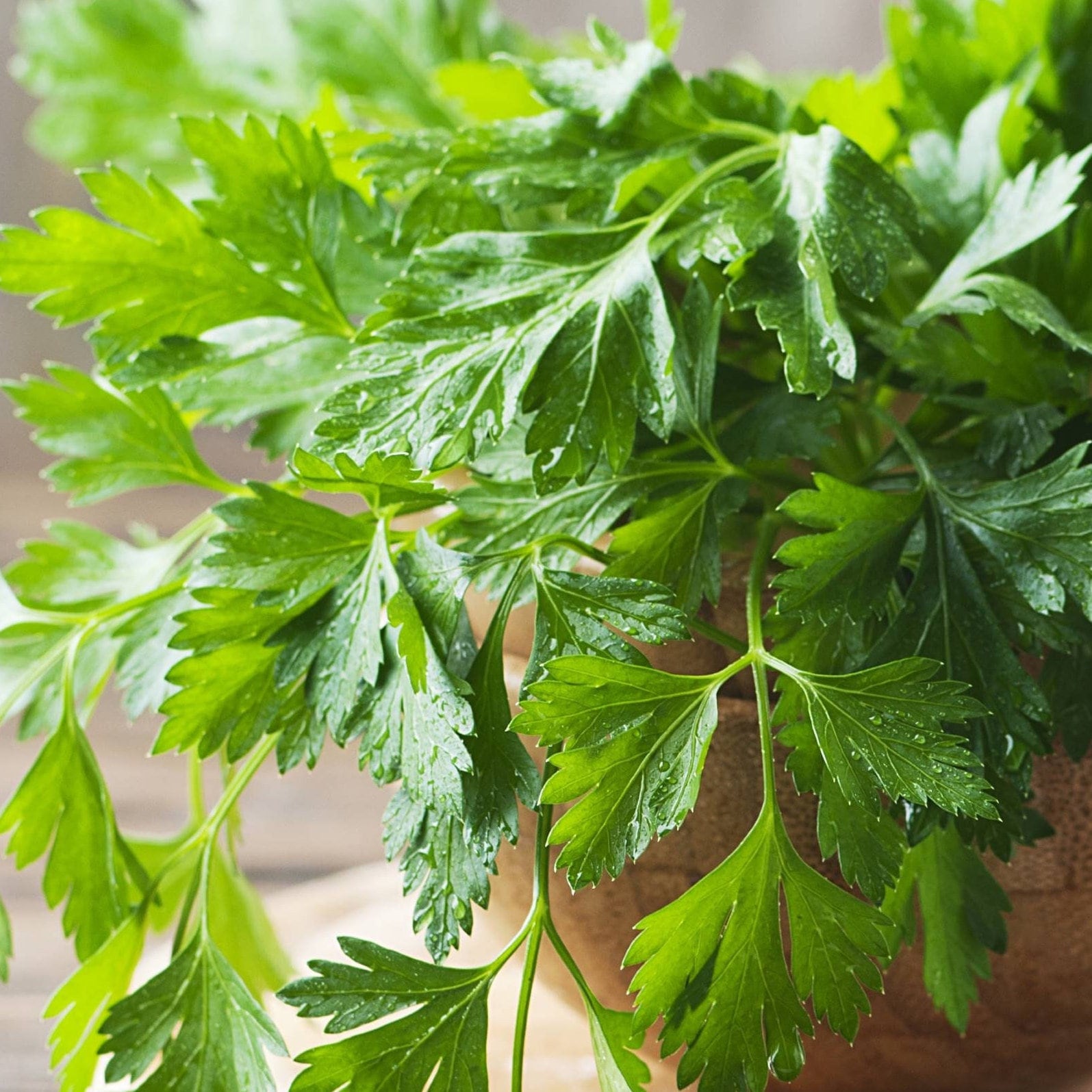 TomorrowSeeds Giant Italian FlatLeaf Parsley Seeds 500+ Count