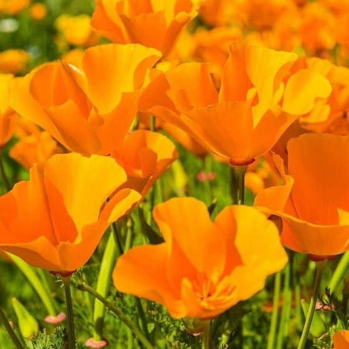 TomorrowSeeds - Giant Orange California Poppy Seeds - 500+ Count Packet