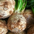 thumbnail image 1 of TomorrowSeeds - Giant Prague Celeriac Seeds - 1500+ Count - For 2026 Planting Apium Graveolens Knob, 1 of 9