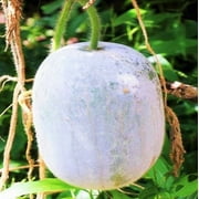 TomorrowSeeds - Giant White Skin Winter Melon Seeds - 10+ Count Packet - Ash Wax Gourd Chinese Dong Gua Tallow Pumpkin Fuzzy Squash Asian Vegetable Seed 2024