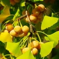 thumbnail image 1 of TomorrowSeeds - Ginkgo Biloba Tree Seeds - 15+ Count - For 2026 Planting Maidenhair Tree Fossil, 1 of 7