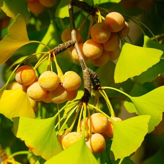 TomorrowSeeds - Ginkgo Biloba Tree Seeds - 15+ Count - For 2026 Planting Maidenhair Tree Fossil