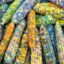 TomorrowSeeds - Glass Gem Ornamental Corn (Organic) Seeds - 40  Count - For 2025 Planting Multi