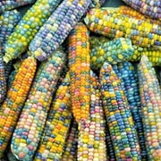 TomorrowSeeds - Glass Gem Ornamental Corn Seeds - 40+ Count Packet - () Multi Colored Translucent Rainbow Flint Maize Decorative Popcorn Calico Seed 2024