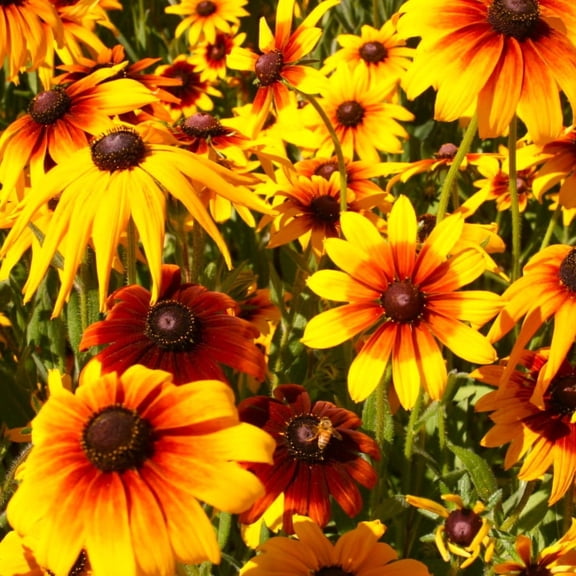 TomorrowSeeds - Gloriosa Daisy Seeds - 4500+ Count - For 2026 Planting Rudbeckia Hirta Black Eyed
