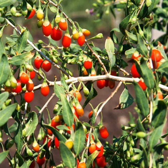 TomorrowSeeds - Goji Berry Tree Seeds - 200+ Count - For 2026 Planting Lycium Chinense Superfood
