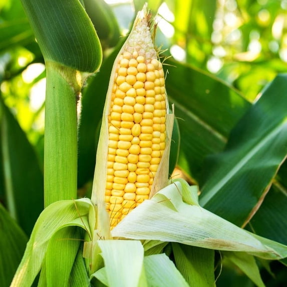 TomorrowSeeds - Golden Bantam 12-Row Sweet Corn Seeds - 150+ Count - For 2026 Planting Early