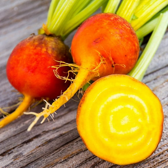 TomorrowSeeds - Golden Beet Seeds - 100+ Count - For 2025 Planting Yellow Beets Orange Beetroot Gold
