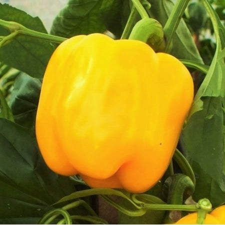 TomorrowSeeds - Golden Cal Wonder Bell Pepper Seeds - 500+ Count - For 2026 Planting Yellow