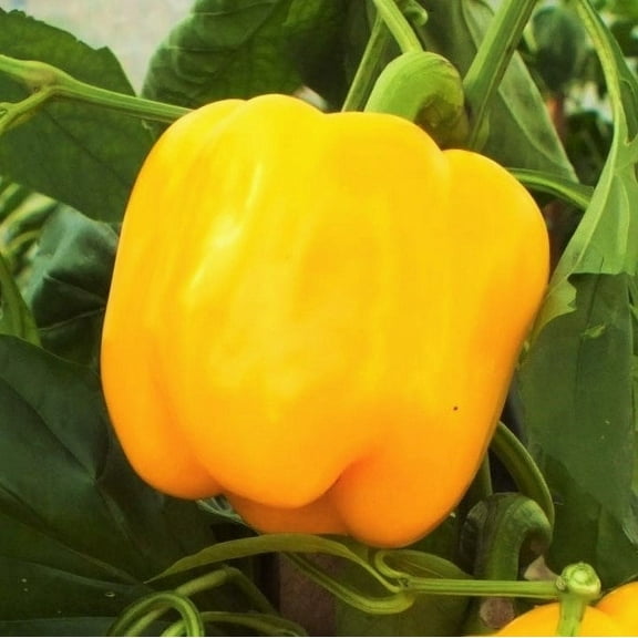TomorrowSeeds - Golden Cal Wonder Bell Pepper Seeds - 500+ Count - For 2026 Planting Yellow