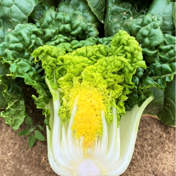 TomorrowSeeds - Golden Heart Bok Choy Seeds - 3000+ Count - For 2026 Planting Yellow Green Pok Pak