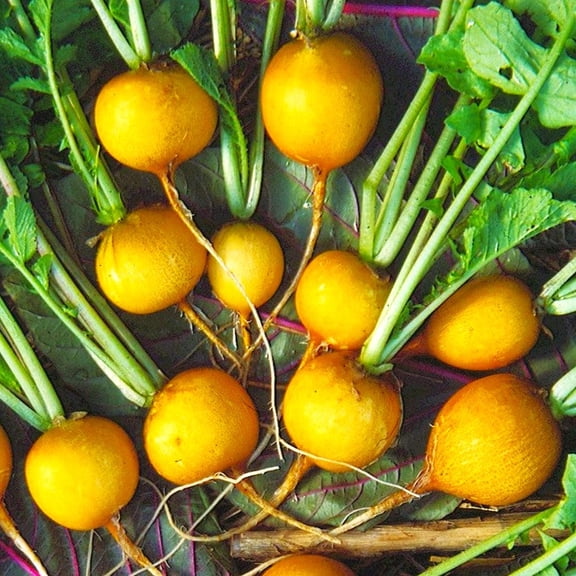 TomorrowSeeds - Golden Helios Radish Seeds - 600+ Count - For 2026 Planting Raphanus Yellow Globe