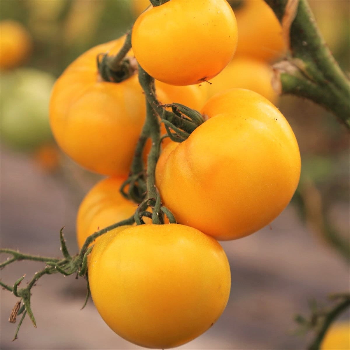 TomorrowSeeds Golden Jubilee Tomato Seeds 100+ Count Packet AAS