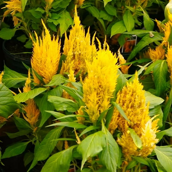 TomorrowSeeds - Golden Plume Celosia Seeds - 1000+ Count - For 2026 Planting Plumosa Gold Yellow