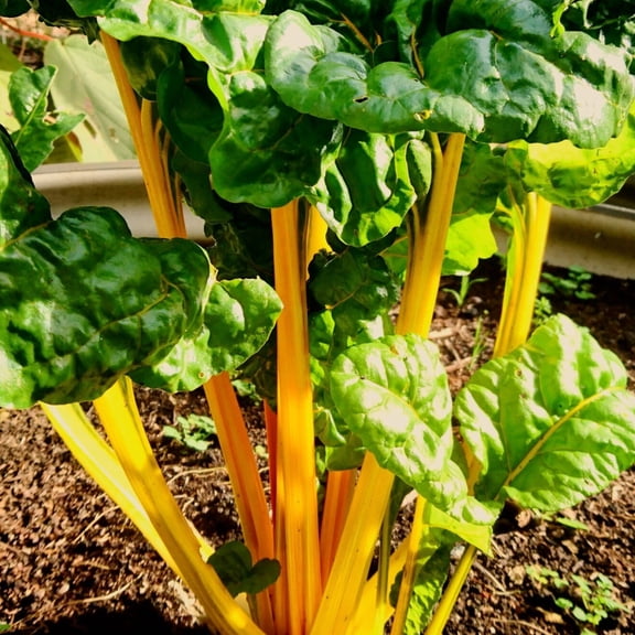 TomorrowSeeds - Golden Sunrise Swiss Chard Seeds - 200+ Count - For 2026 Planting USA Garden