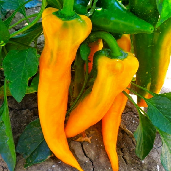 TomorrowSeeds - Golden Treasure Sweet Pepper (Italian Marconi) Seeds - 100+ Count - For 2025 Planting