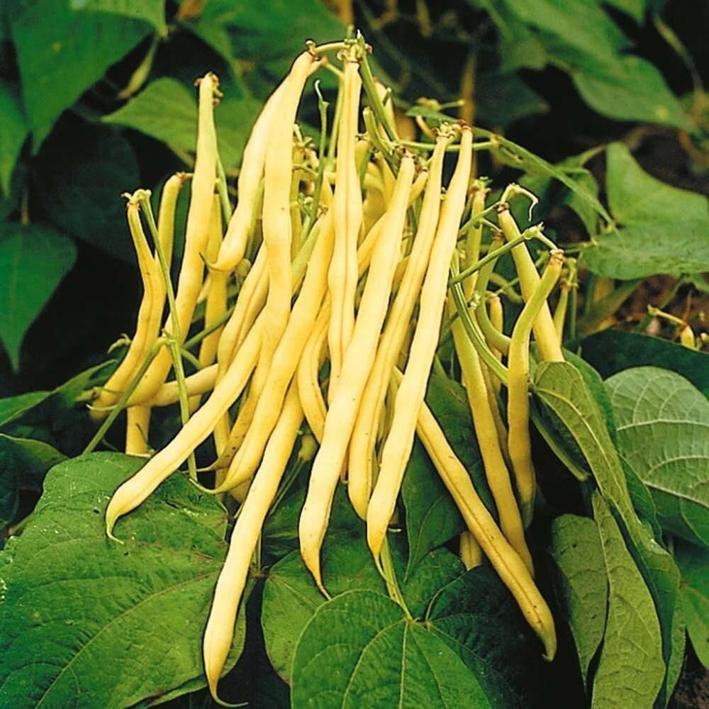 TomorrowSeeds Golden Wax Yellow Wax Bean Seeds 30+ Count Packet